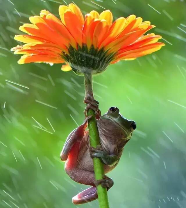 最近总是雨天,漫步在微风细雨中,看着这组可爱的图片,治愈了