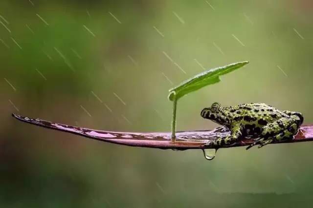 — —最近总是雨天,漫步在微风细雨中,看着这组可爱的图片,治愈了