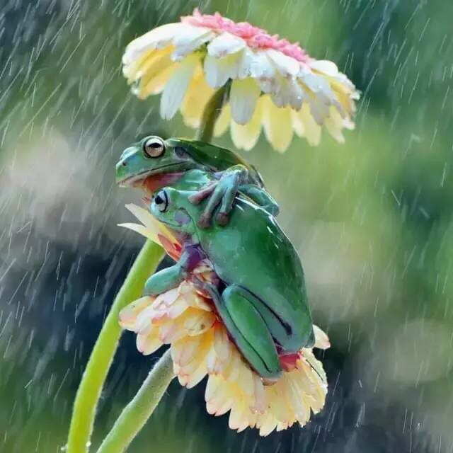 — —最近总是雨天,漫步在微风细雨中,看着这组可爱的图片,治愈了