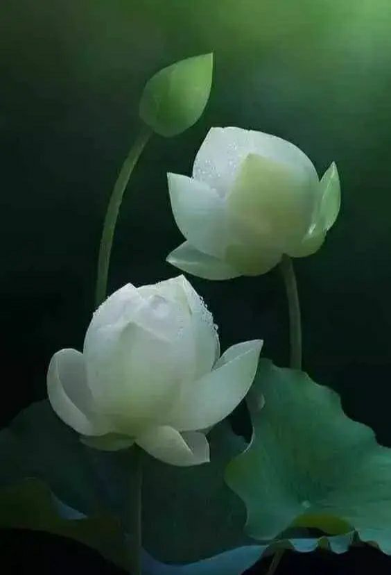 快乐每一天2021-06-21 09:12折一朵莲花,寄往天堂的思念……0君子