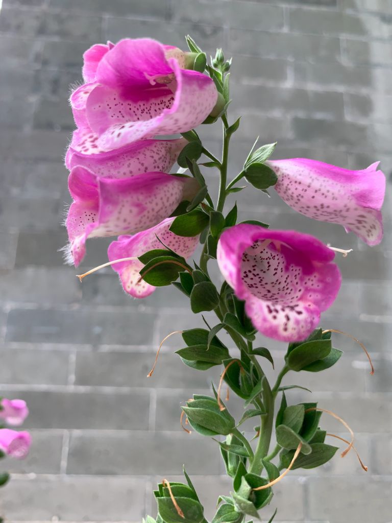 春天 真让人感动 一朵花开 就会有千万朵花开 我想我们应该用一朵花的身份 伫立 米羡 悦动圈