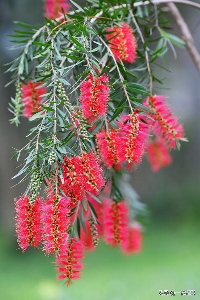 早上好荐给您一组稀有的花卉串钱柳它的学名叫垂枝红千层属桃金娘科红